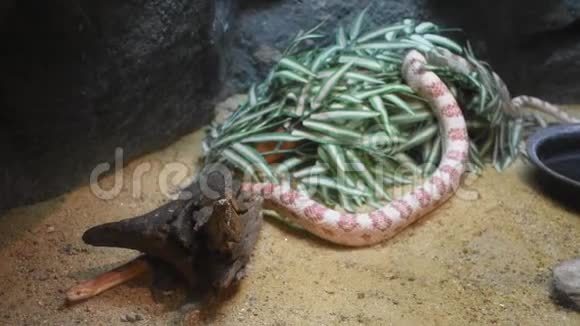 泰国曼谷Dusit动物园或KhaoDinWana公园的笼子里的蛇视频的预览图