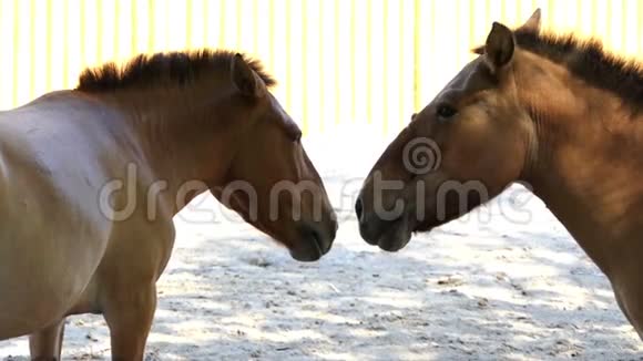 两只棕色的马在动物园里浪漫地看着对方视频的预览图