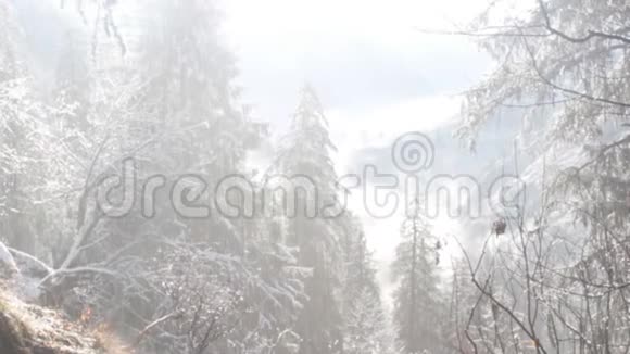 雪落下来立即融化从喜马拉雅山的树木中流下来视频的预览图