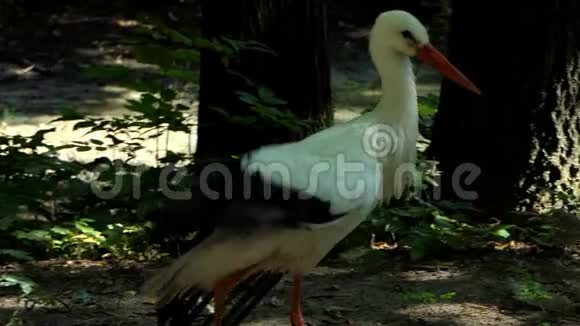 夏天一只黑白鹳在斯隆莫小心翼翼地沿着树木漫步视频的预览图