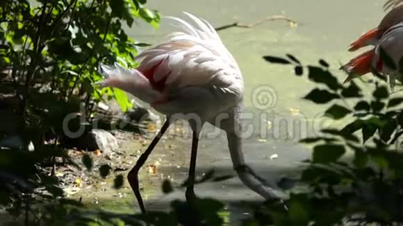 几只优雅的火烈鸟在夏天的湖中寻找食物视频的预览图