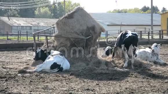 奶牛场哺乳动物视频的预览图
