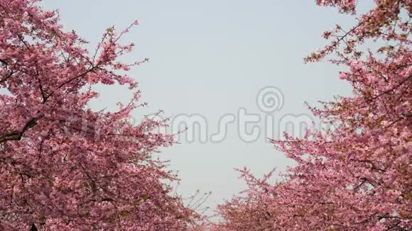 春天的花朵系列微风中樱花枝上小簇的樱花蓝天的开阔视野视频的预览图