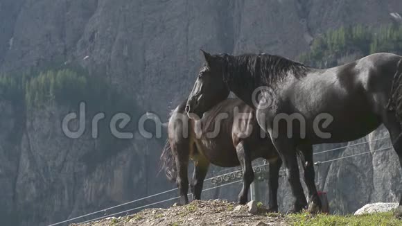 两匹马在高山草地上放牧背景中的包膜视频的预览图