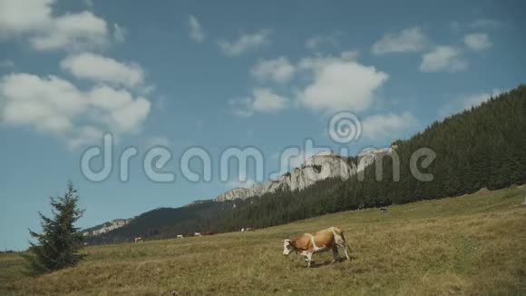 晴朗的蓝天随着夏天的云山上的风景牛在田野上播种视频的预览图