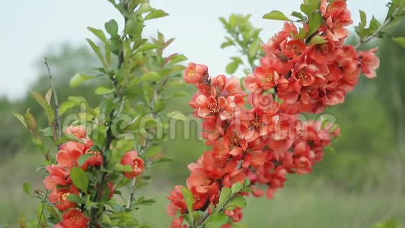 日本树花立在田里随风摇曳视频的预览图