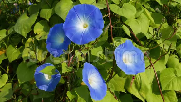 花园里美丽的蓝色花视频的预览图
