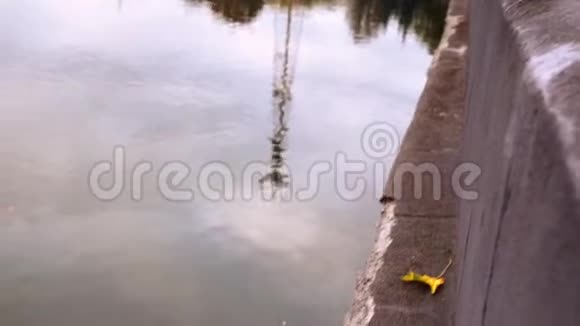 秋叶在河边飘视频的预览图