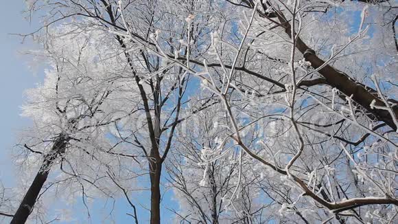冬天的风景美丽的树木覆盖着海霜背景是明亮的蓝天视频的预览图