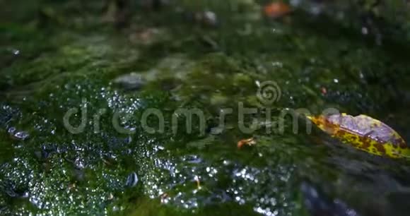 森林岩石上的水滴视频的预览图