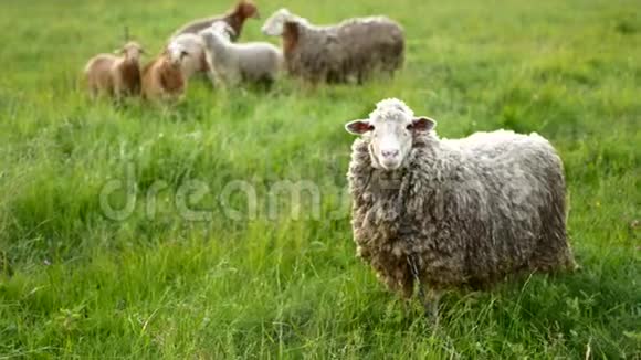 绵羊带着羔羊看着相机发出声视频的预览图