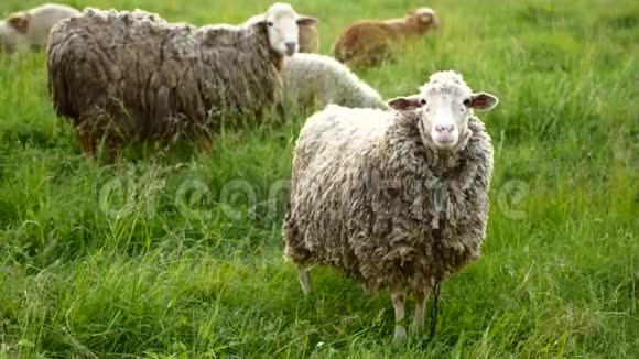 绵羊带着羔羊看着相机发出声视频的预览图