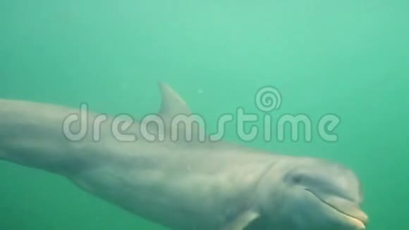 可爱的海豚在水下游泳视频的预览图