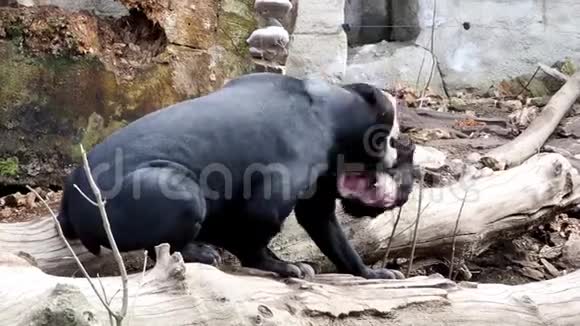 两只马来熊在大自然的栖息地战斗漂亮的小熊视频的预览图