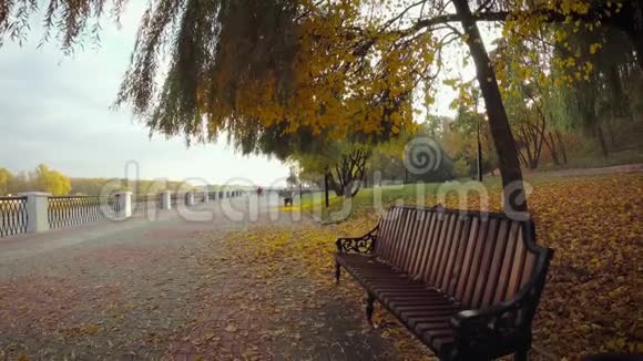 树叶从城市公园的树上掉下来戈梅尔白俄罗斯视频的预览图