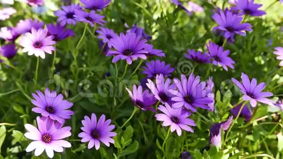 春天的紫色非洲雏菊视频的预览图
