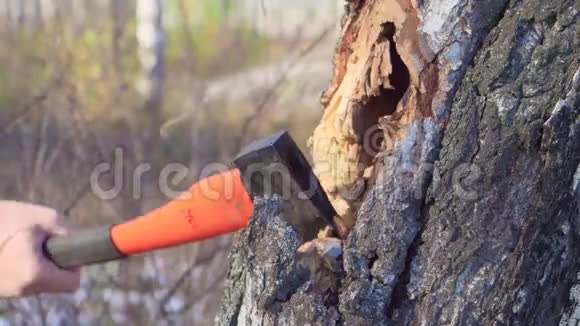 用强壮的手把斧子合上伐木工人在森林里砍树木屑飞散开来工业和视频的预览图