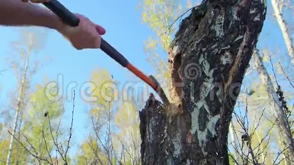 用强壮的手把斧子合上伐木工人在森林里砍树木屑飞散开来工业和视频的预览图