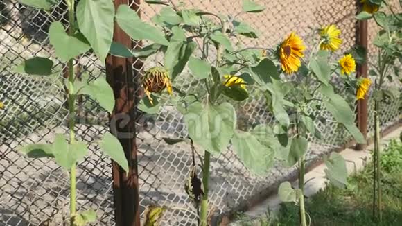 院子里的向日葵乌克兰的向日葵一种非常常见的植物是美丽善良爱和视频的预览图