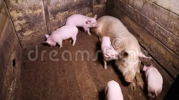 几只小猪绕着猪圈跑视频的预览图