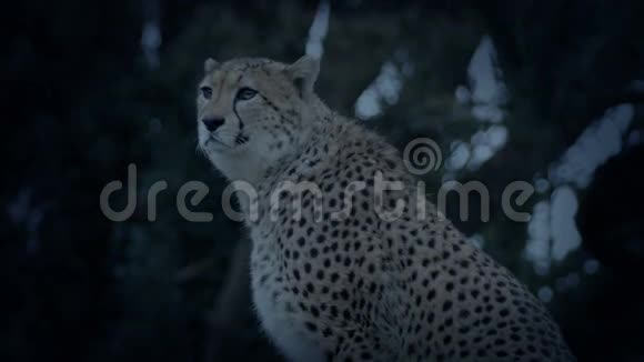 猎豹在晚上环顾四周视频的预览图