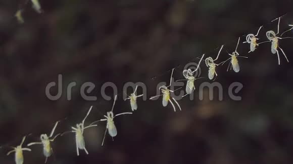 热带雨林中的蚊子视频的预览图