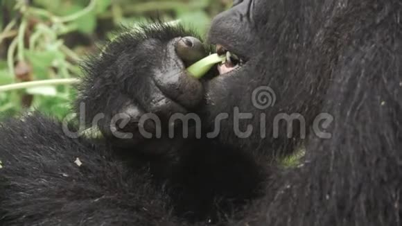 山地大猩猩在森林中缓慢地觅食视频的预览图
