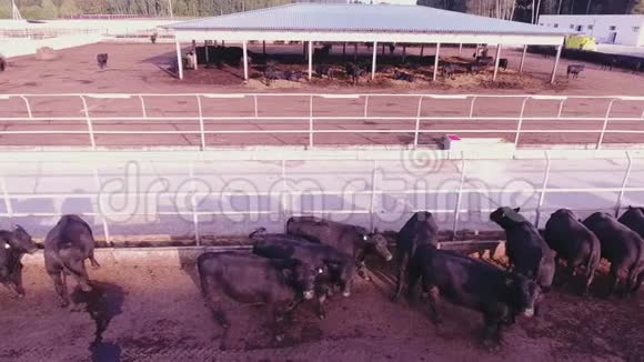 大量的黑畜正在动物农场的大栅栏中漫游视频的预览图