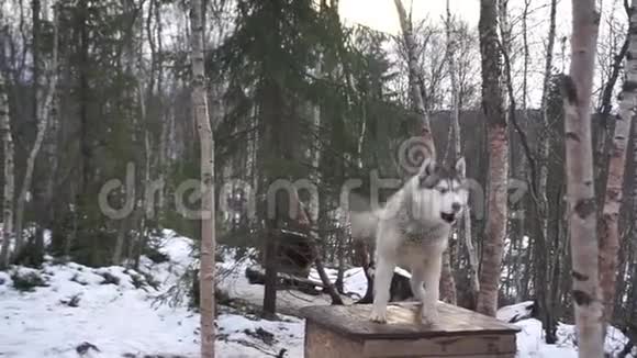 阿拉斯加哈士奇狗在摩尔曼斯克雪橇狗中心视频的预览图