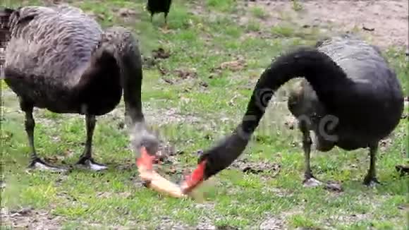黑天鹅在吃面包视频的预览图