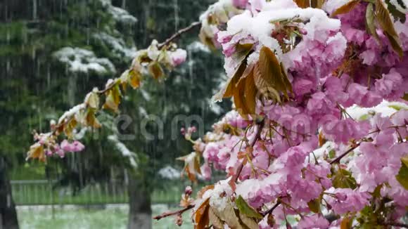 春天的树上长满了紫色的花和雪视频的预览图