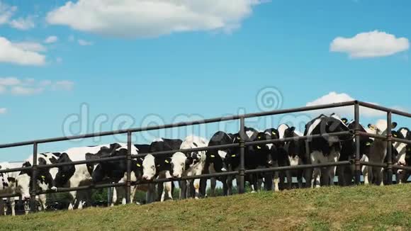 农场上金属围栏后面的牛视频的预览图