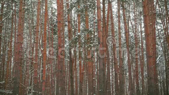冬季森林无缝慢镜头视频的预览图