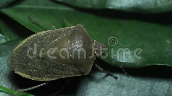 叶子上的绿色虫子视频的预览图