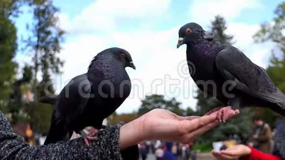 两只鸽子坐在一个女人的手上她手里拿着一粒邋遢的谷物视频的预览图