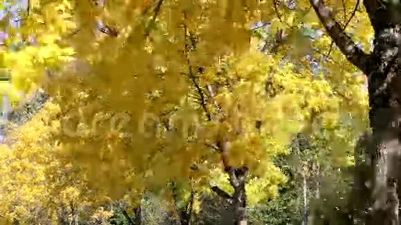 秋季黄落山毛榉树叶片视频的预览图