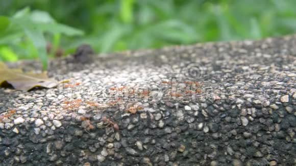 绿色自然的蚂蚁视频的预览图