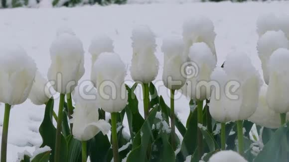 白色的花蕾覆盖着白雪视频的预览图