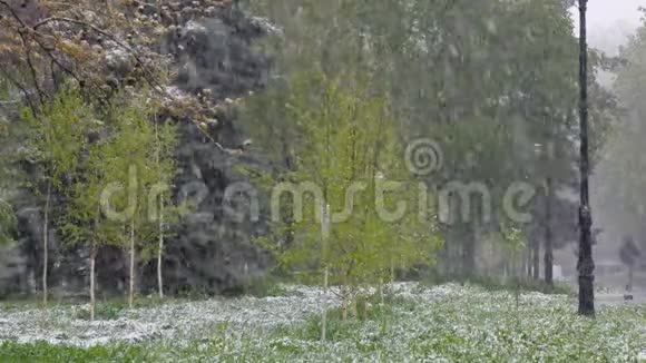 春天雪落在绿树上视频的预览图