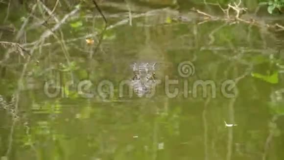 鳄鱼在水上活动视频的预览图