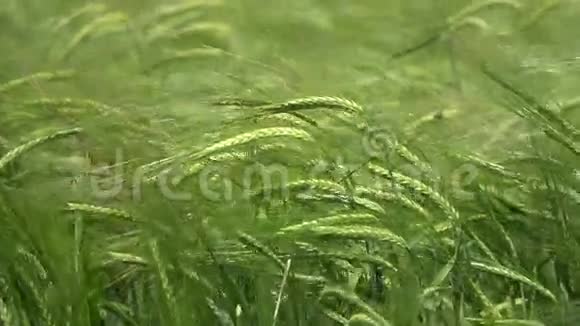 绿色的麦穗在风中视频的预览图