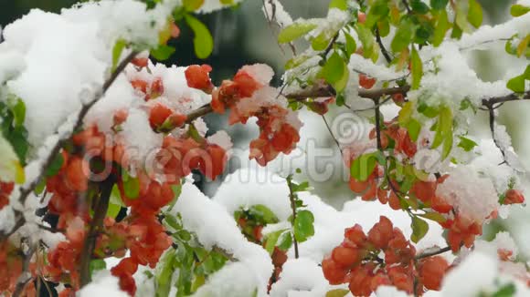 小红花冻在雪下视频的预览图