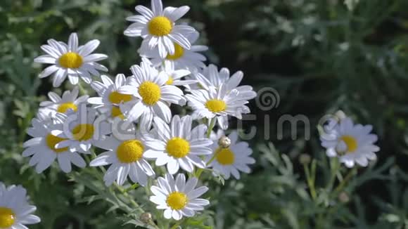 在阳光明媚的夏天或春天的一天花圃里的白花白菊花视频的预览图