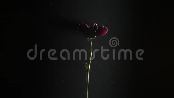 黑色背景上的红菊花视频的预览图
