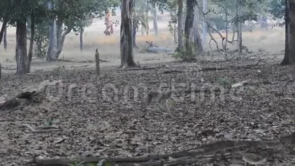 印度豺狼在国家公园野生动物中行走视频的预览图