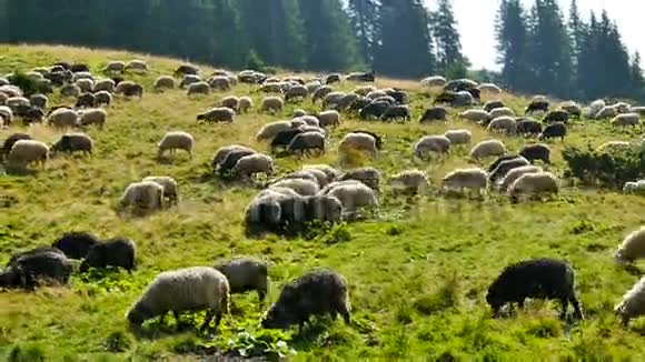 群羊放牧视频的预览图