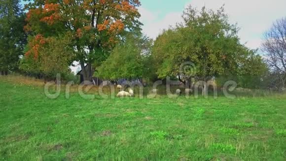 绵羊在靠近苹果树的草地上放牧视频的预览图