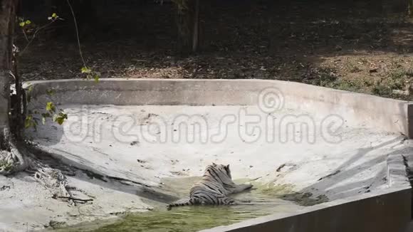 印度新德里动物园的白孟加拉虎视频的预览图