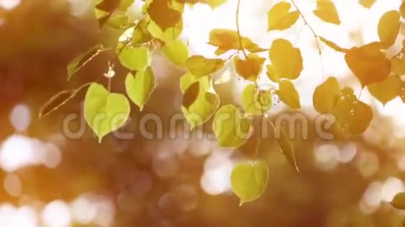 树叶在风中摇曳秋天视频的预览图