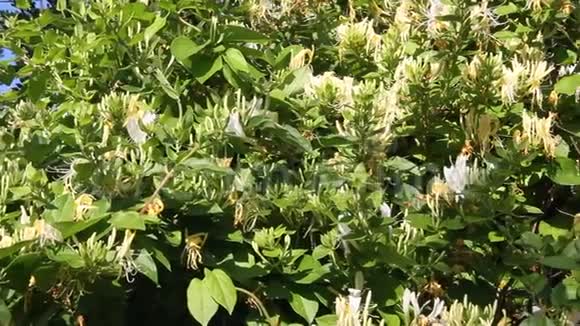 观赏植物日本金银花视频的预览图